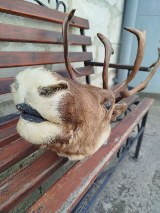 Голова , чучело оленя