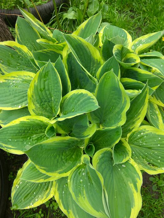 Хосты разных размеров, от 10 грн за деленку