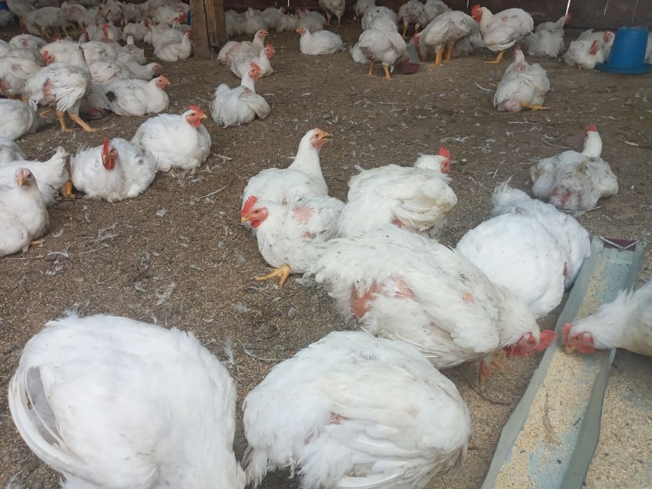 Продаються ЕКО бройлери