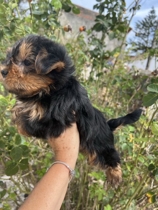 Yorkshire terrier femea  suoer top