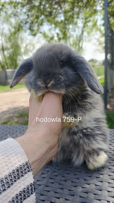 Mini lop króliki karzełek miniaturka baranek hodowla