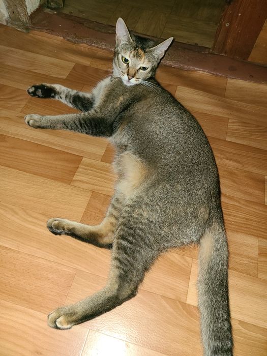 Кошка Абиссинская