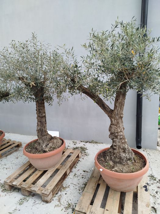 Drzewka oliwne bonsai