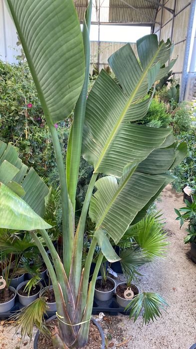 Strelizia - planta