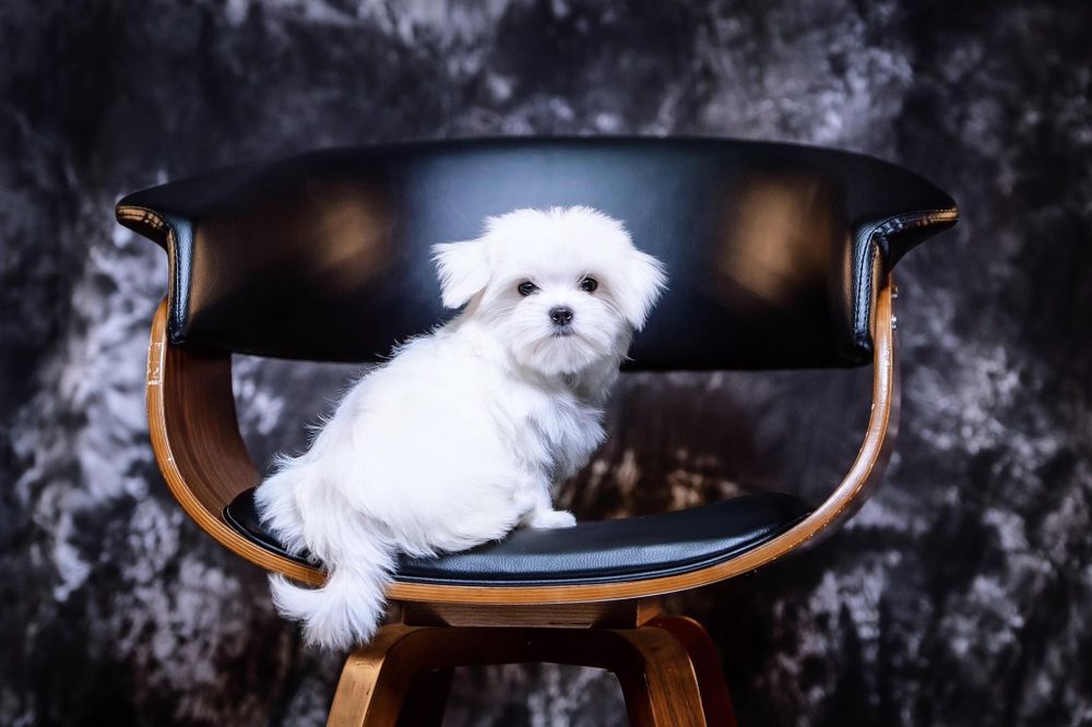 Стандартний хлопчик мальтезе