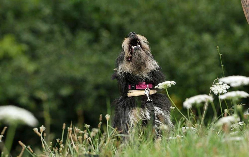 Boluś szuka domu, pies, mały