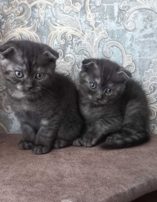 Висловушки шотландські коти