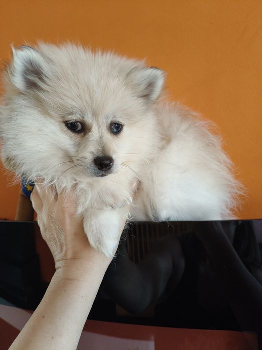 Spitz alemão menino Red Merle