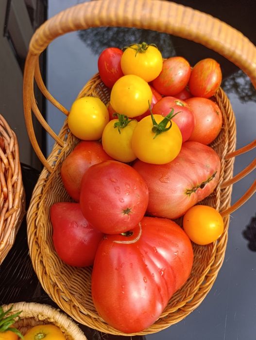 Nasiona pomidorów z Syberii