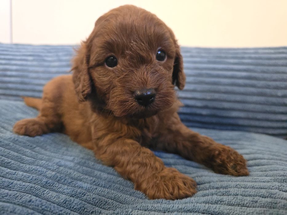 Cavapoo cavapo chłopiec samiec brązowy