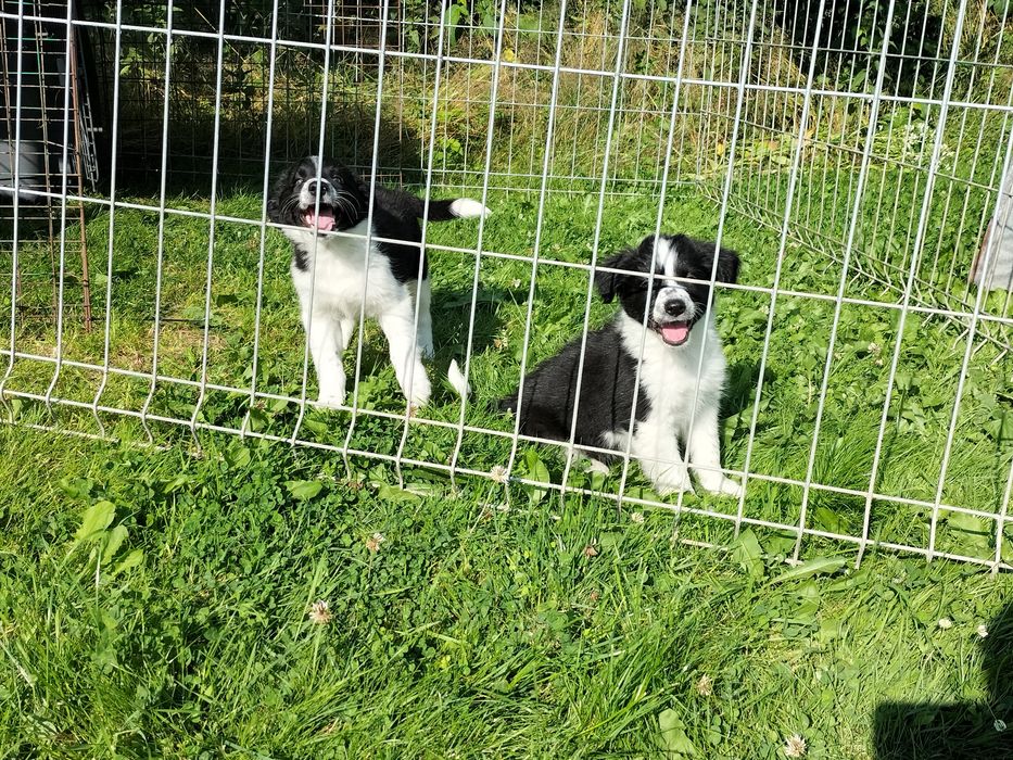 Border Collie suczka