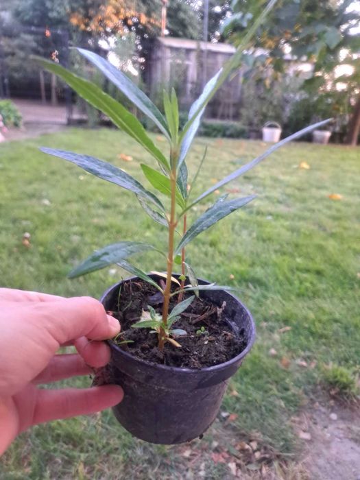 Sprzedam sadzonki oleandra