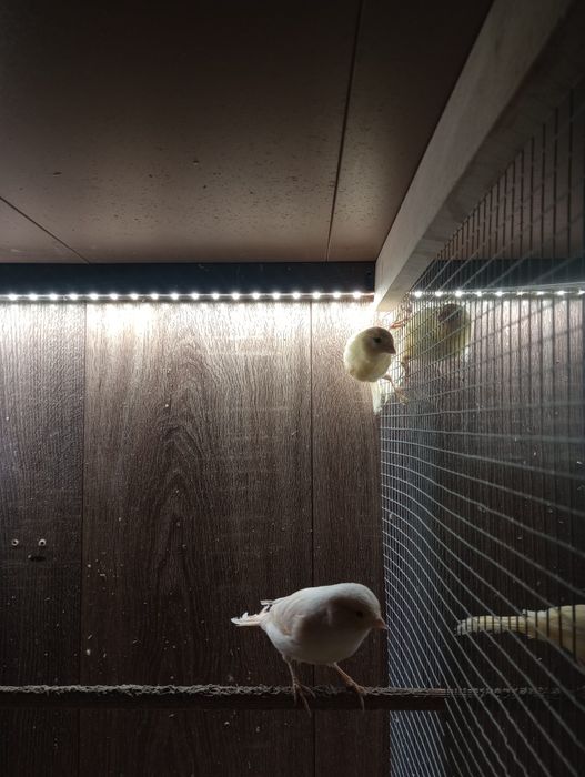 Sprzedam kanarki młode