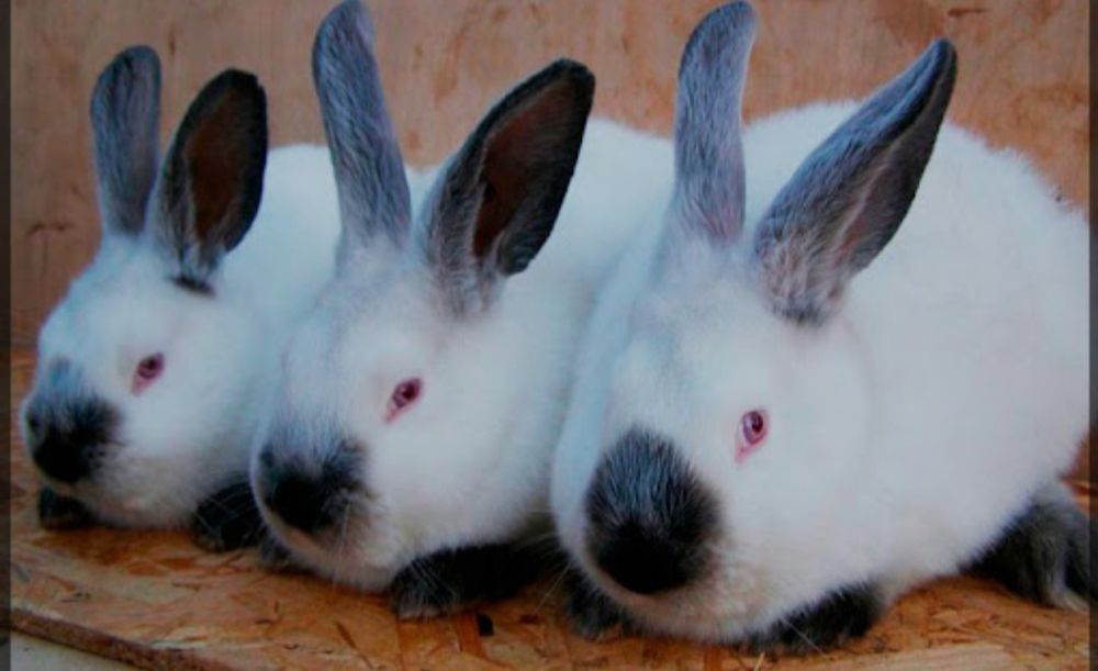 Калифорнийские кролики