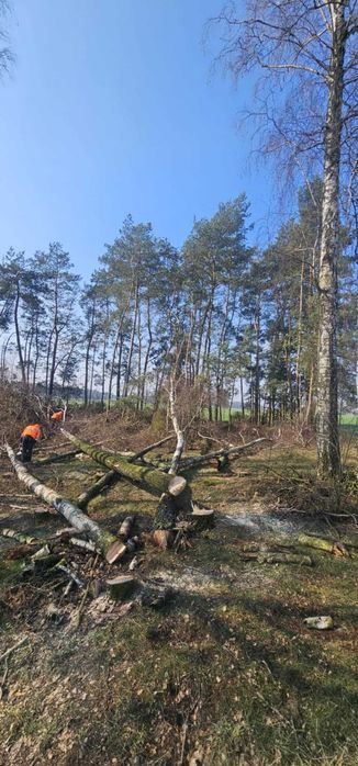 wycinka drzew tereny zielone wywrotka koparka rembak zwyżka