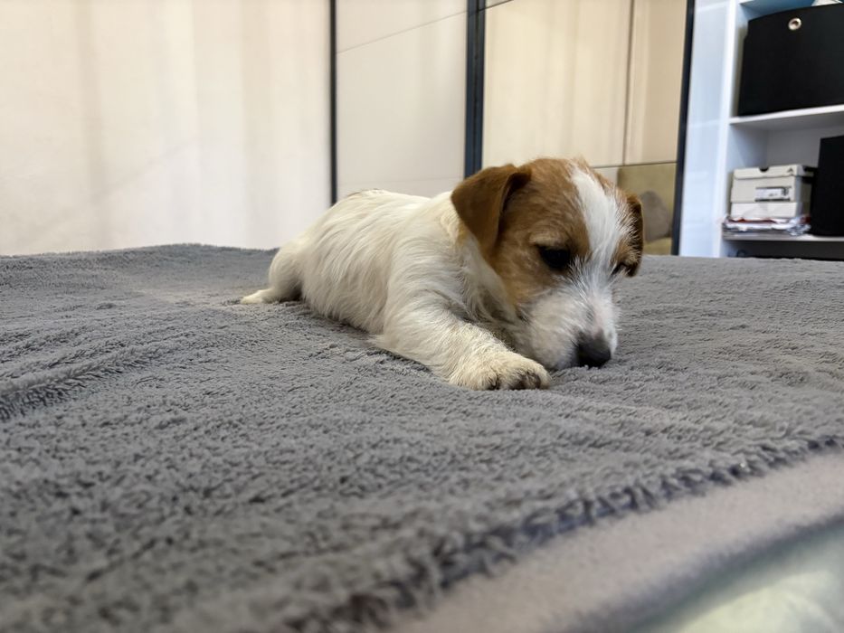 Suczka Jack Russell Terrier