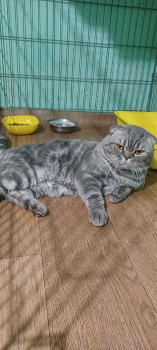 Вислоухий мальчик