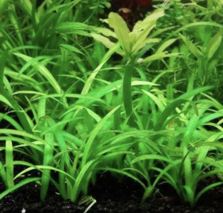 Sagittaria subulata piękna roślinka akwariowa