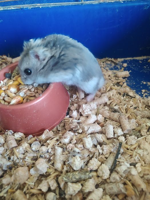 Джунгарский хомяк