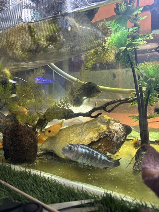 Ciclideos africanos lago de malawi