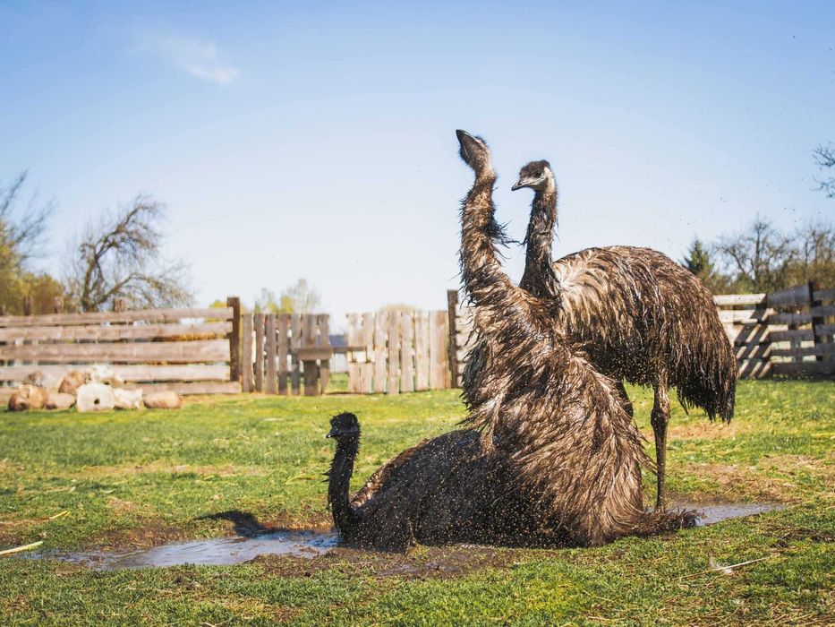 Emu dwie pary seksowane