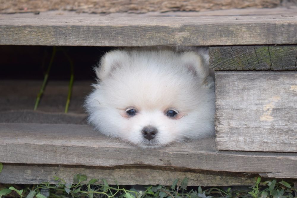 Померанский  шпиц