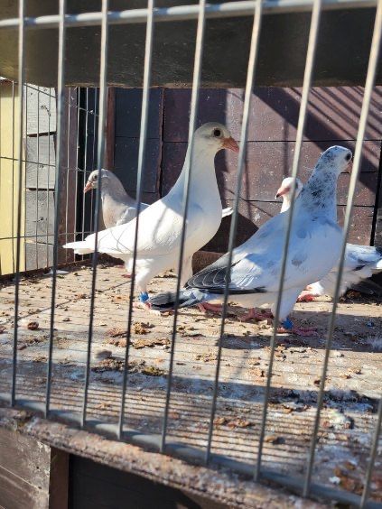 Pocztowe MŁODE gołębie