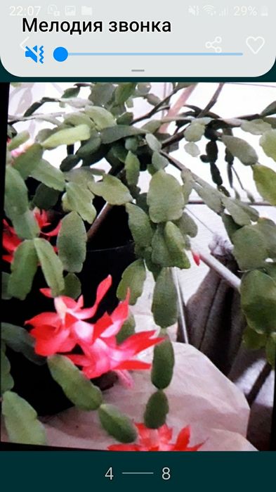 Продам Рождественник ярко-сиренево-розовый