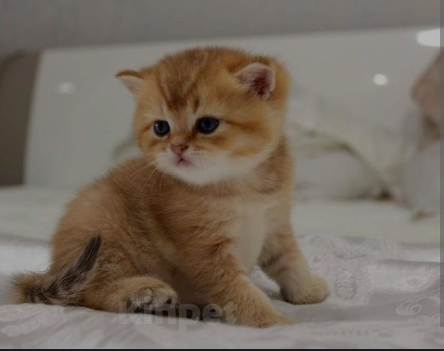 Прийму в дар маленьке щастя