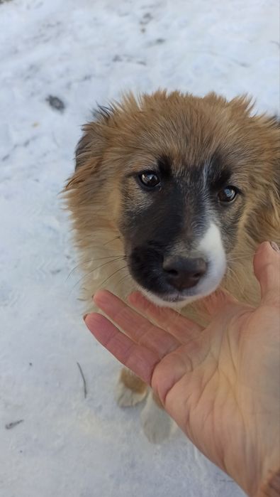 Прилаштовуємо безпритульне цуценя в хороші руки
