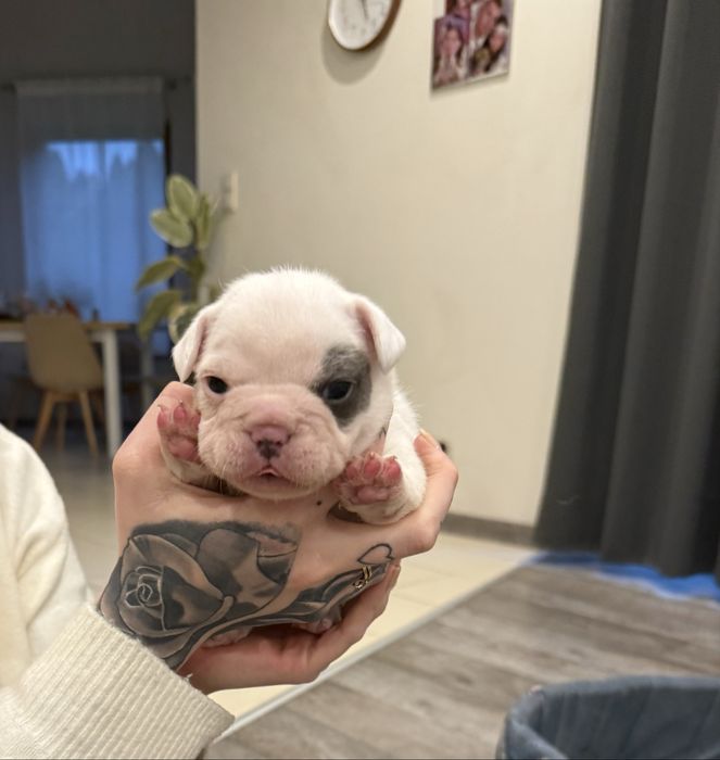 buldog francuski  rezerwacja