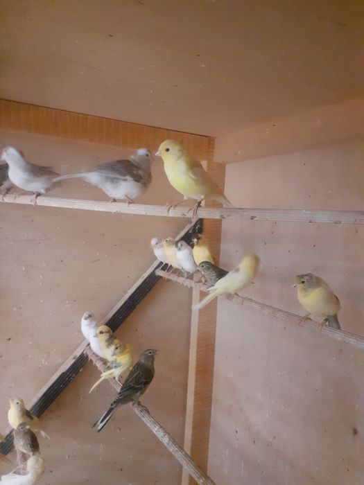 Kanarki młode z 2026