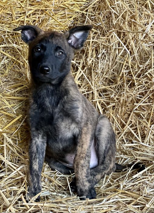 Пацан! Голландская овчарка!