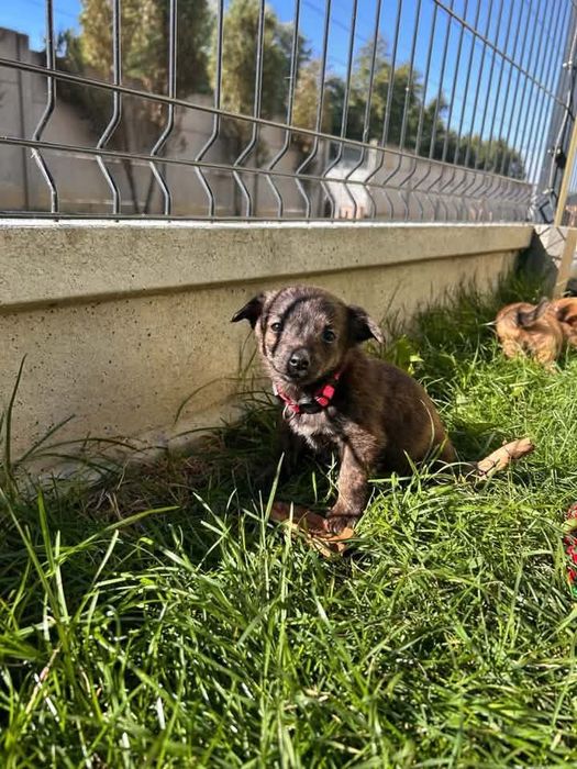 Sunieczka do adopcji