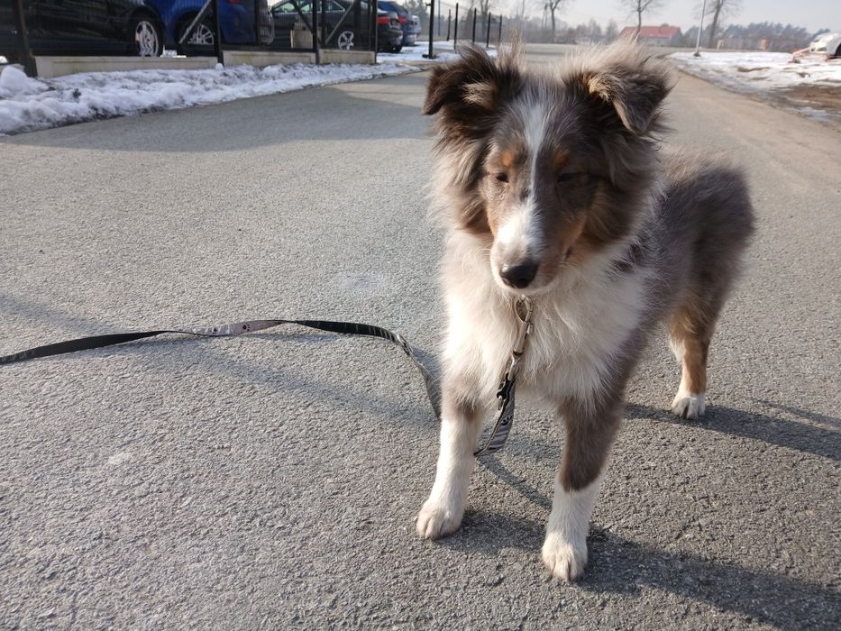 Owczarek szetlandzki piesek blue merle.