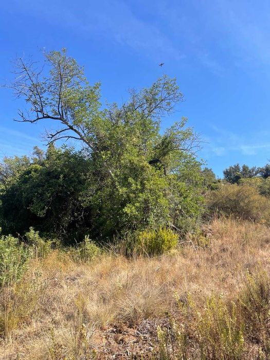 Terreno Rústico à Venda em Fonte da Benevola