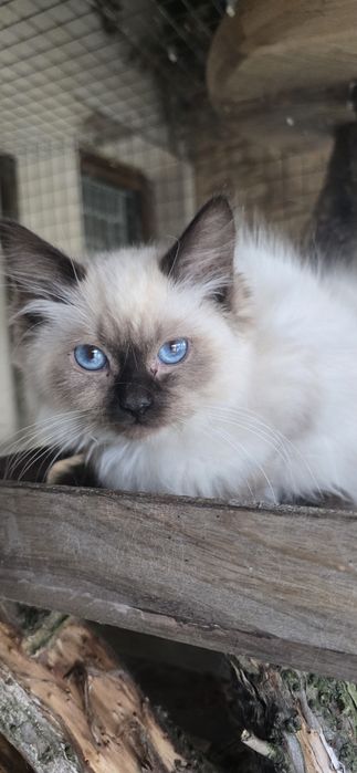 Ragdoll kocurki 3msc