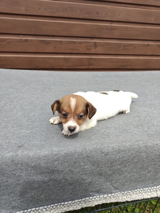 Jack Russell Terrier krótkowłosy suka