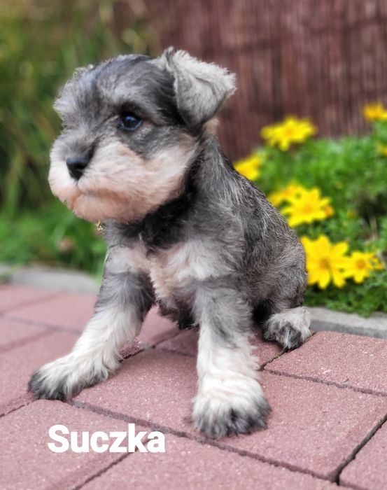 Sznaucer Miniaturowy Pieprz I Sól