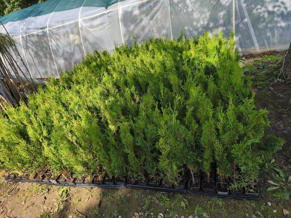 Tuja szmaragd 40-60 cm 5 zł