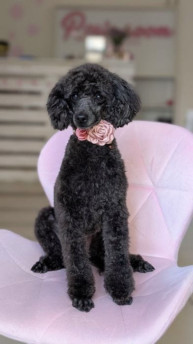 Груминг, стрижка собаки и кота, грумінг, грумер собак и котов