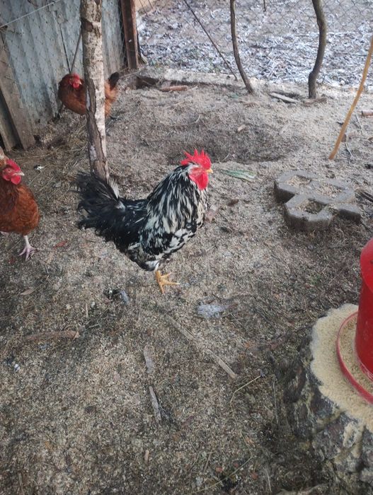 Koguty teczanki 100 zł