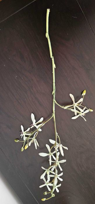 Haste de flor de orquidea