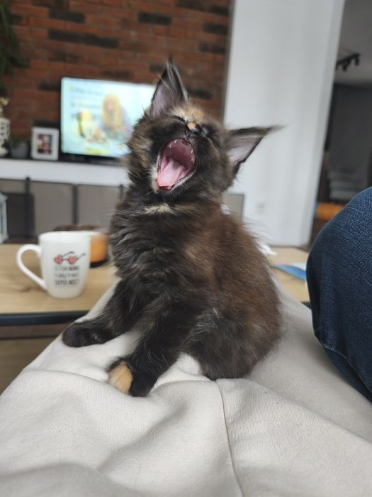 Kotka Maine coon Lola