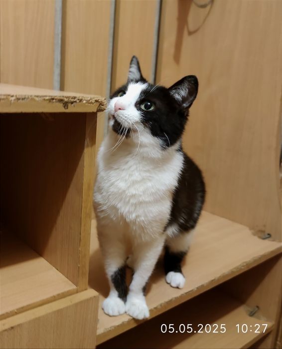 Віддам_ кішки_ кошеня_ мілка