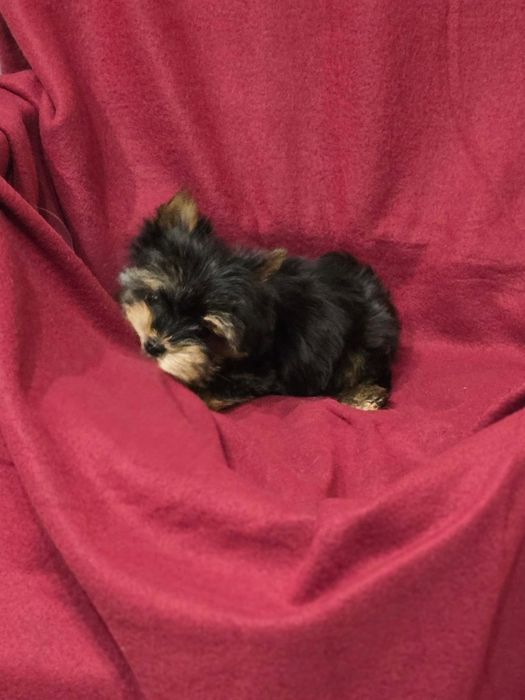 Piesek mini do 1,5kg Yorkshire Terrier
