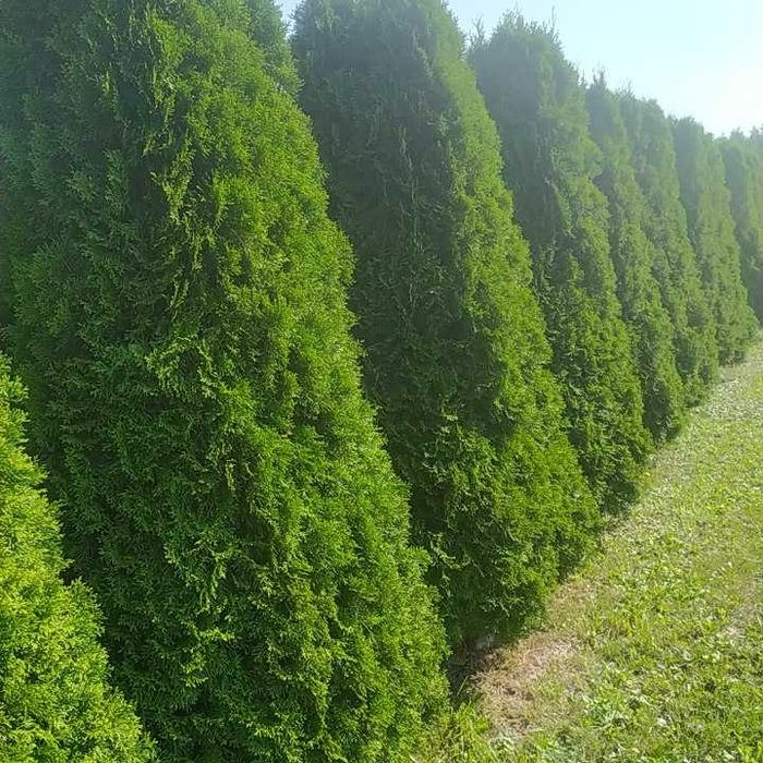 tuja szmaragd 70-80 cm