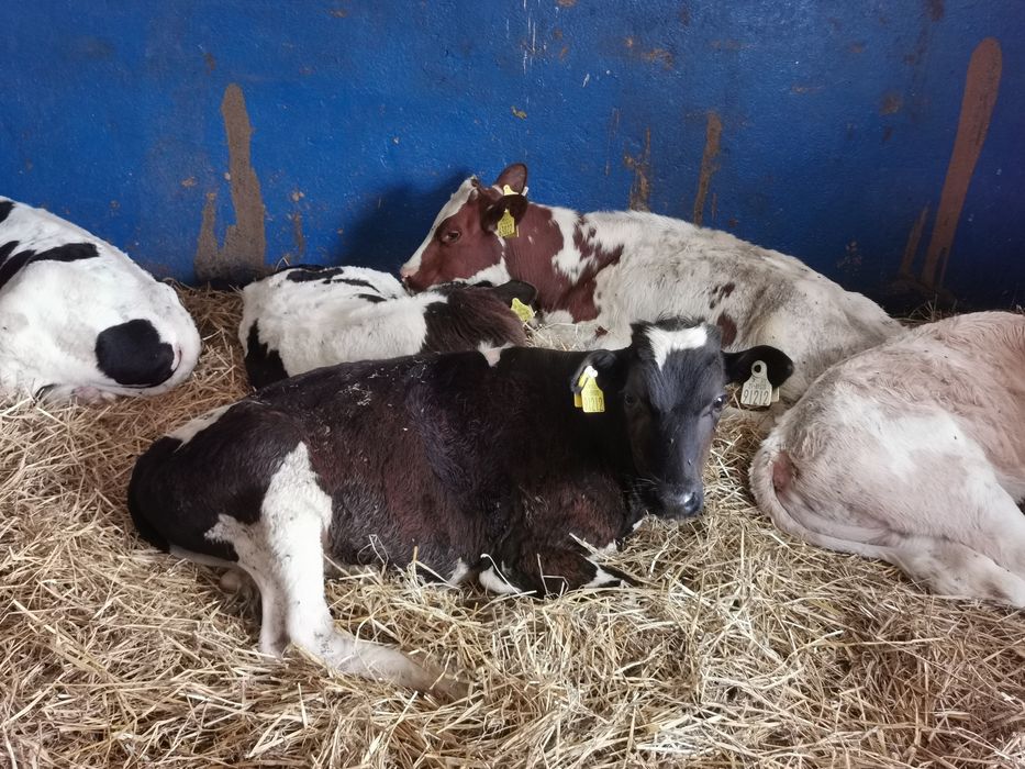 Byczki startery samodzielne mięsne