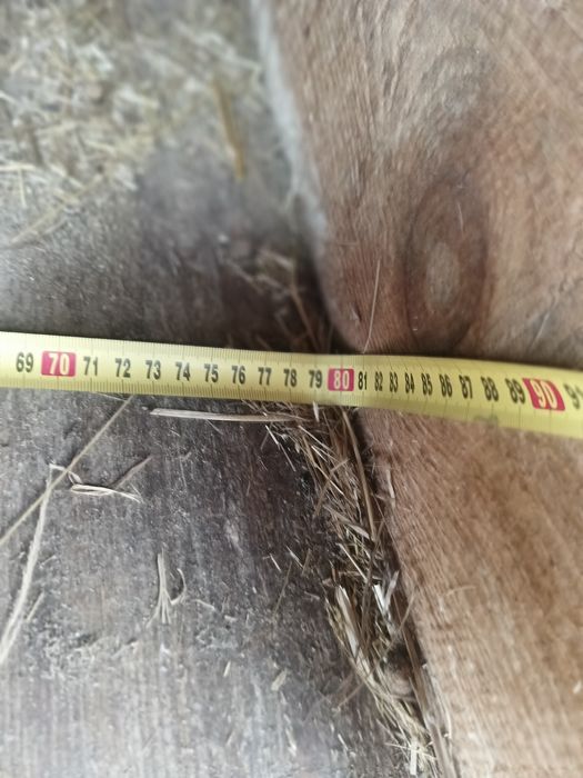 Klatki dla królików