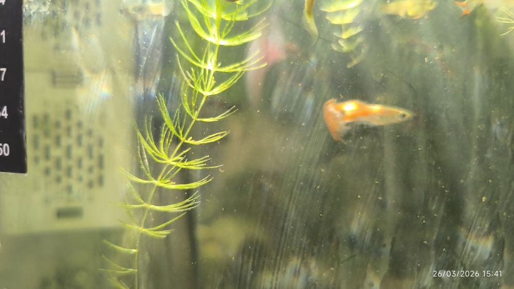 Planta aquário ceratophylium